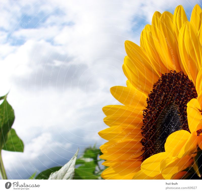 die blume `gen sonne Pflanze Blume Feld Sonnenblume Wolken schlechtes Wetter Blüte Biene grün Macht stark groß schön geschnitten Natur Himmel Samen Pollen
