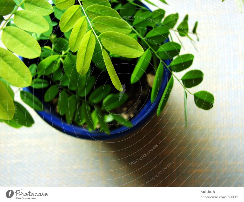 pflänzchen grün Blattgrün Untergrund Seychellen Pflanze Erde Topf Fensterbrett Licht Photosynthese Sauerstoff Luft Gesundheit atmen frisch Leben Sommer Natur