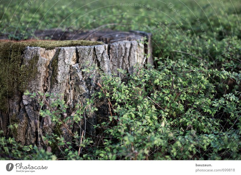 ut köln | stumpf. Umwelt Natur Pflanze Baum Sträucher Moos Grünpflanze Garten Park Wald Holz entdecken Wachstum alt grün Farbfoto Außenaufnahme Menschenleer