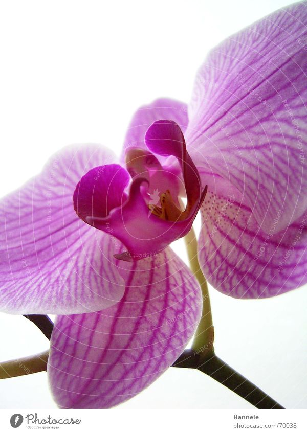 orchidäles bunt 3 Orchidee Blume Blüte Pflanze 2 zerbrechlich zart Asien rosa Blühend fragiel hell Natur