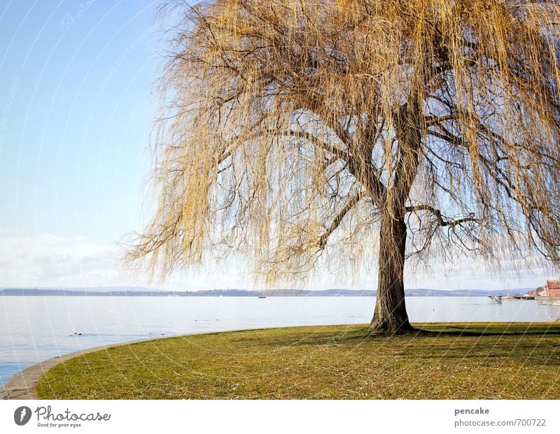 frühlingslametta Natur Landschaft Frühling Park Seeufer Bodensee Zeichen ästhetisch Trauerweide Lametta goldgelb Baum einzeln Farbfoto Außenaufnahme