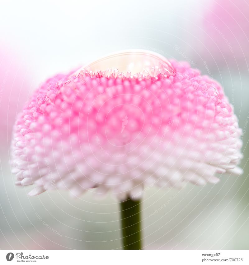 Tautropfen Pflanze Frühling Blume Blüte ästhetisch rosa weiß Blütenpflanze Gänseblümchen Makroaufnahme Tropfen Wassertropfen Detailaufnahme Farbfoto