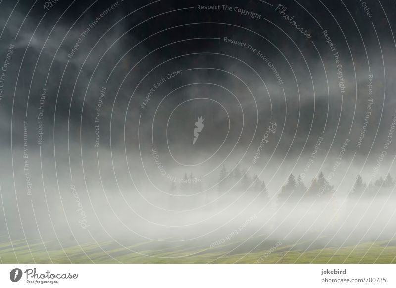 Tannenspitzen Nebel Nadelwald Wiese weiß Rauch Farbfoto Außenaufnahme Menschenleer Textfreiraum links Textfreiraum oben Textfreiraum unten Tag