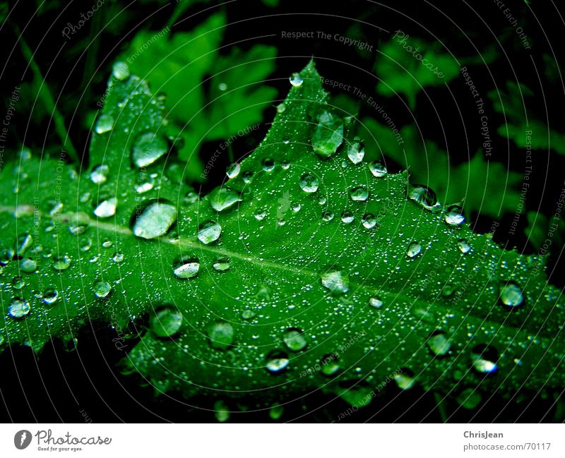Titellos schön ruhig Natur Wasser Wassertropfen Blatt nass grün mehrfarbig Licht feucht hydrophob Blattgrün Photosynthese Tau Anschnitt Makroaufnahme