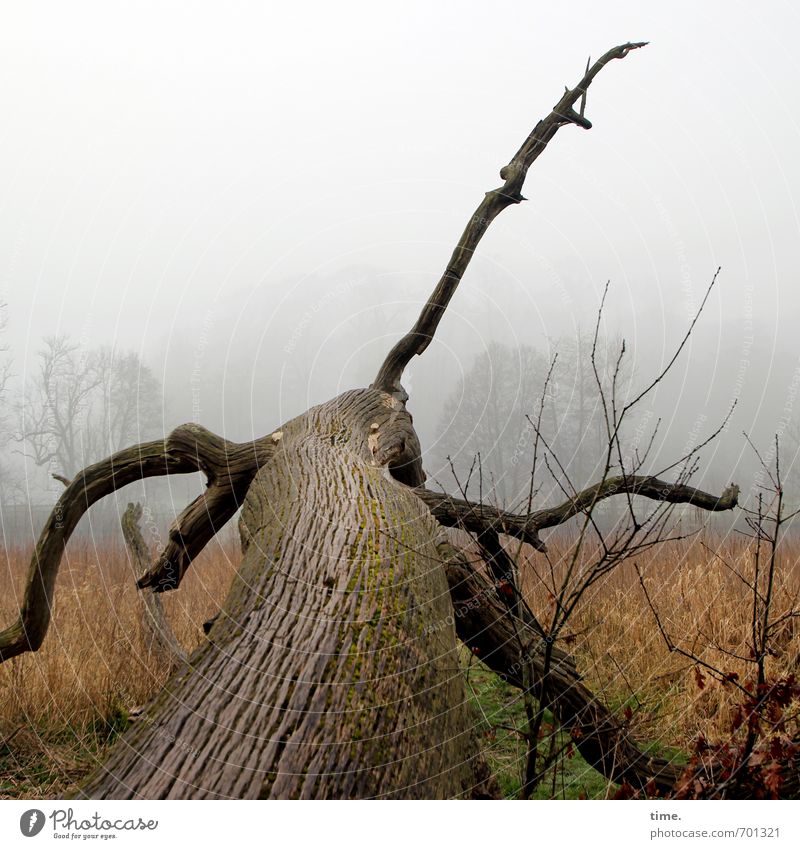 bizarr | Wild Life Umwelt Natur Landschaft Pflanze Nebel Baum Schilfrohr Totholz Ast Wiese liegen außergewöhnlich dunkel Überraschung Angst Abenteuer bedrohlich