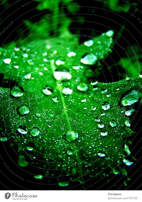 Titellos schön ruhig Natur Wasser Wassertropfen Blatt nass grün mehrfarbig Licht Makroaufnahme Detailaufnahme Anschnitt Bildausschnitt feucht hydrophob frisch