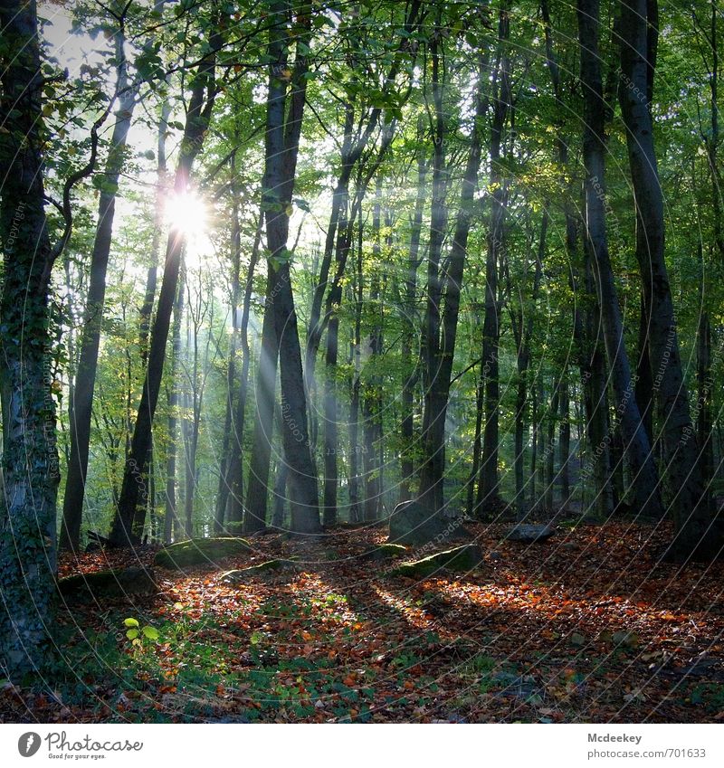 Verborgen unterm Laub (2) Umwelt Natur Landschaft Pflanze Himmel Sonne Sonnenlicht Herbst Schönes Wetter Baum Gras Sträucher Moos Grünpflanze Wildpflanze Wald