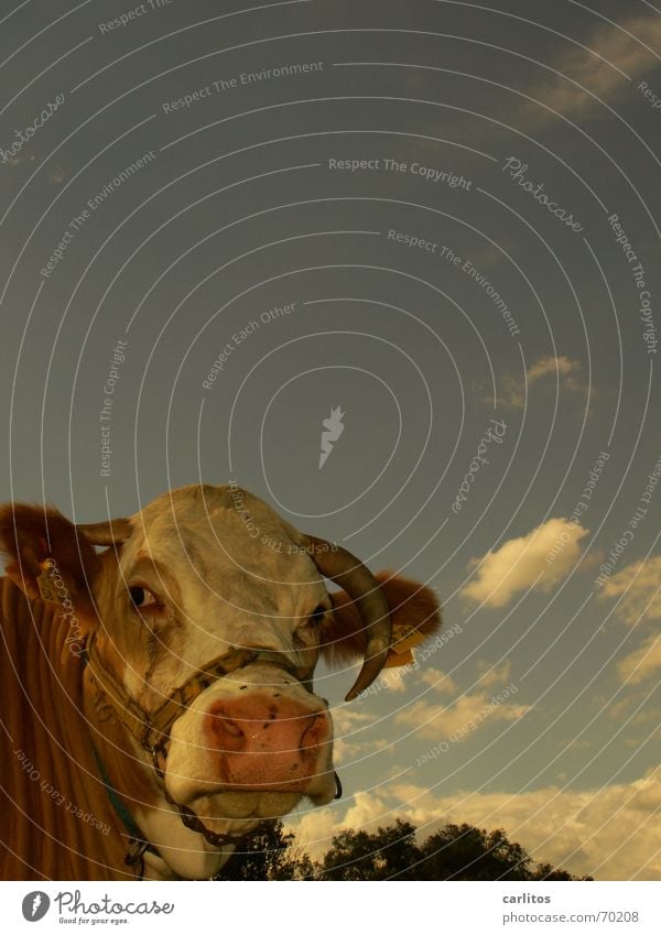 unser täglich Edith ... Kuh Rind Bulle Wolken Landwirtschaft dumm klug Tier fliegen auf der nase Horn Himmel Blick