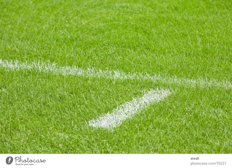 Spielfeld Fußballer Linie grün weiß sehr wenige Rugby Rasen Sport grüner rasen Balken Tor toraus einzeln