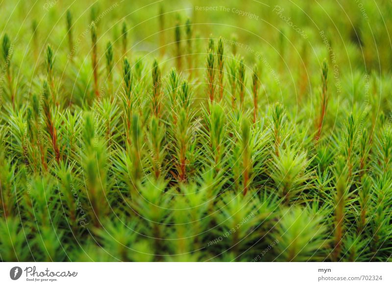 Mooswald Umwelt Natur Pflanze Herbst Winter Gras Grünpflanze Wildpflanze Wiese Wald Moor Sumpf ästhetisch Glück ruhig Vergänglichkeit Laubmoos Moosteppich