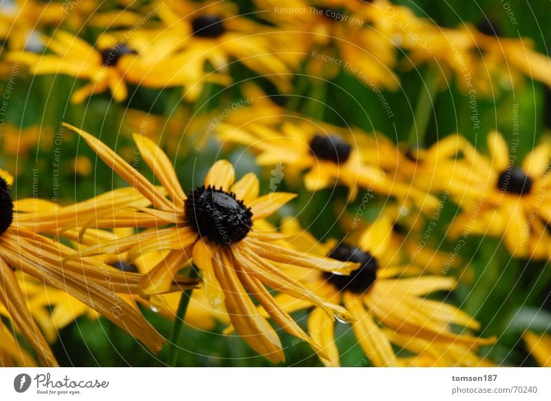 blumenkoller Blume gelb Wiese Regen Honig Nektar