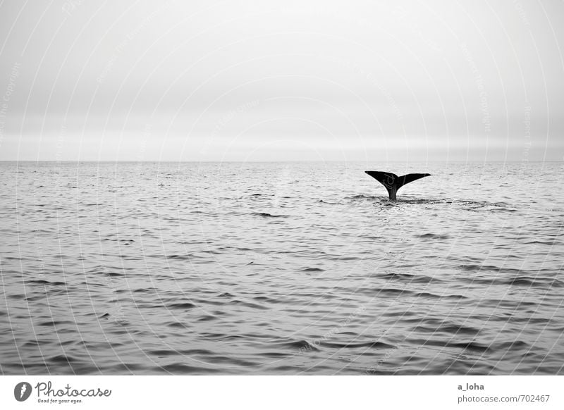 whale rider Umwelt Natur Tier Urelemente Wasser Himmel Meer Wildtier Wal Pottwal Flosse tauchen 1 entdecken Schwimmen & Baden außergewöhnlich elegant gigantisch