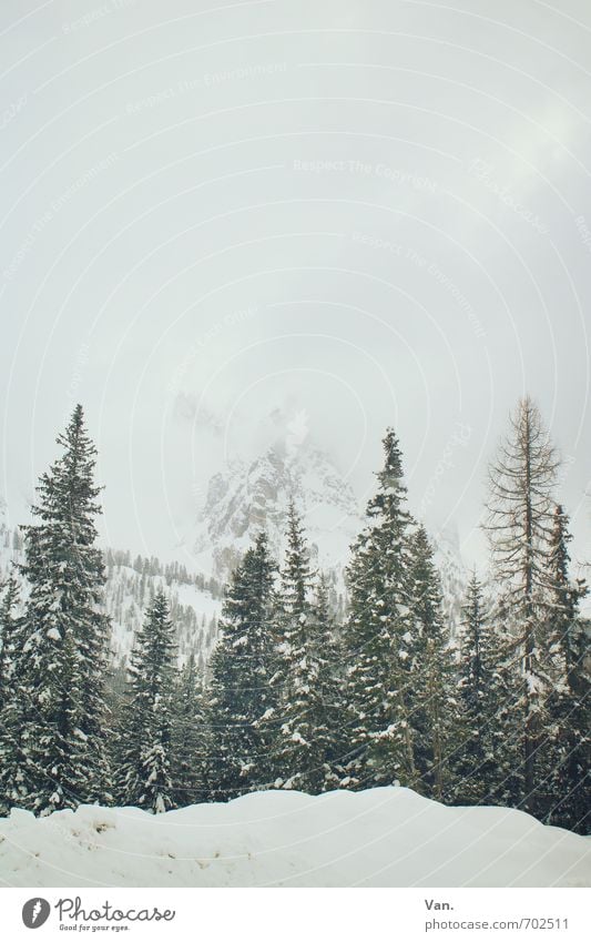 In Reih' und Glied Natur Landschaft Himmel Wolken Winter schlechtes Wetter Nebel Schnee Pflanze Baum Nadelbaum Wald Felsen Berge u. Gebirge kalt grün weiß