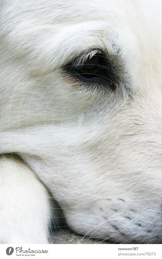 augen-blick Hund Golden Retriever Sehnsucht weiß retriever Blick Momentaufnahme