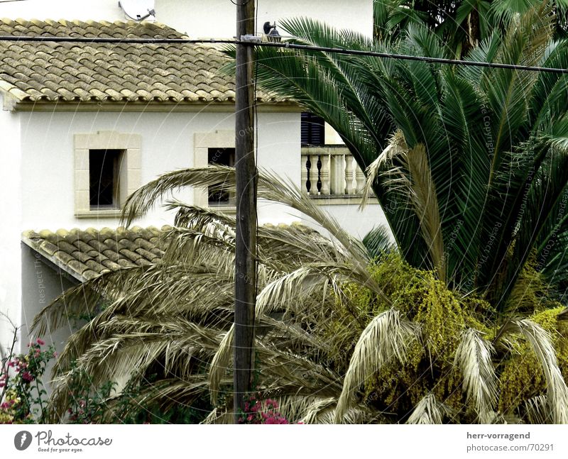 Halbiert Haus Balkon Elektrizität Strommast Spanien Sträucher Fenster Mallorca trist Pflanze Leitung