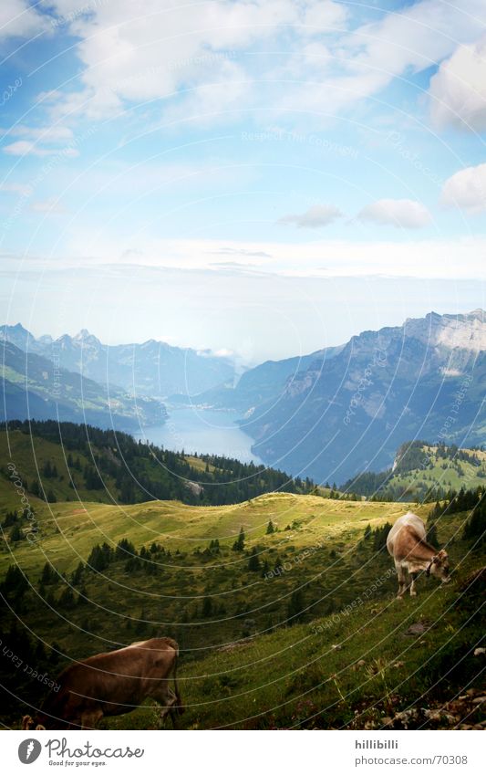Alp Kuh See Schweiz Walensee Wolken Wiese Alm Berge u. Gebirge Weide Himmel