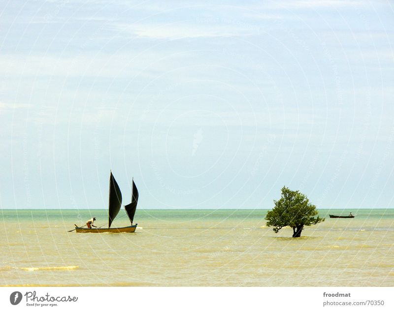 Segelboot Baum Meer Wasserfahrzeug Fischer Brasilien Strand Sommer sehr wenige Segeln Himmel Flut