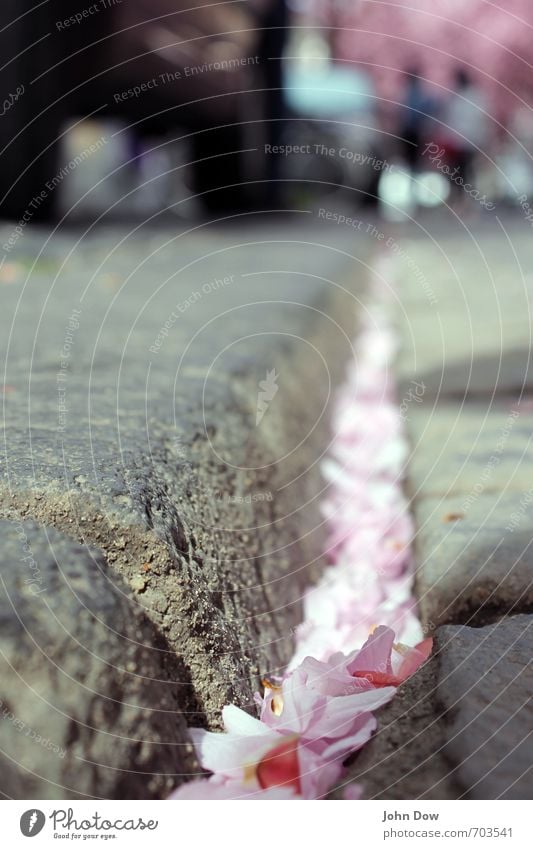 Kirschblüten Hanami (II) Frühling Baum Blüte Straße Wege & Pfade grau rosa Frühlingsgefühle Idylle Stadt Vergänglichkeit Wachstum Wandel & Veränderung Fußgänger