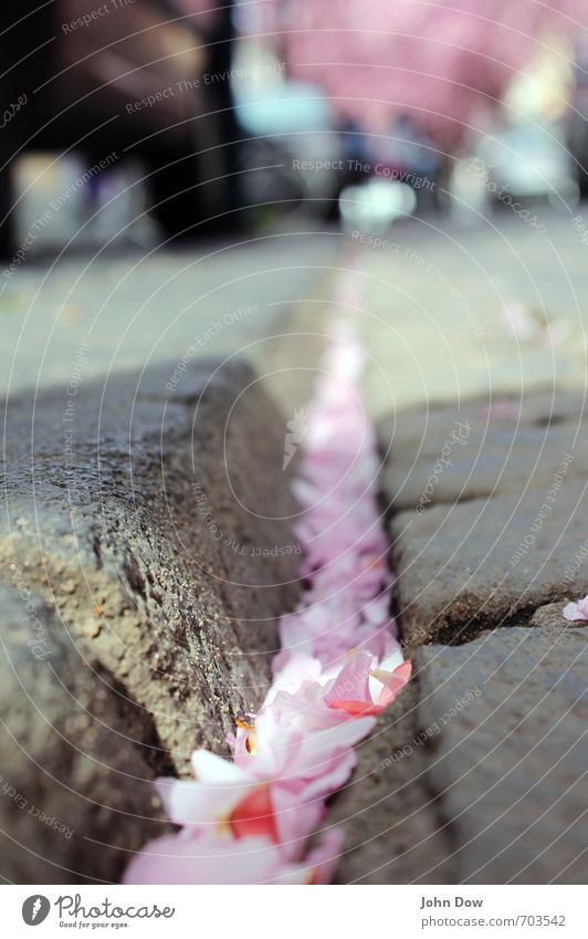 Kirschblüten Hanami Frühling Pflanze Verkehr Straße Wege & Pfade Fahrzeug PKW Vorsicht Wachstum Wandel & Veränderung Zukunft Asphalt Frühlingsgefühle