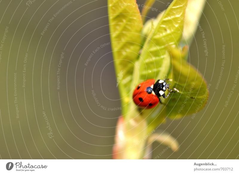 Glückskäfer... Käfer Marienkäfer 1 Tier Gesundheit glänzend schön grün rot Freundschaft Zufriedenheit Farbfoto Außenaufnahme Makroaufnahme Sonnenlicht