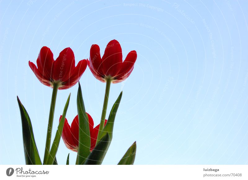 tulips Tulpe Natur flowers red outdoor shooting day Wildtier