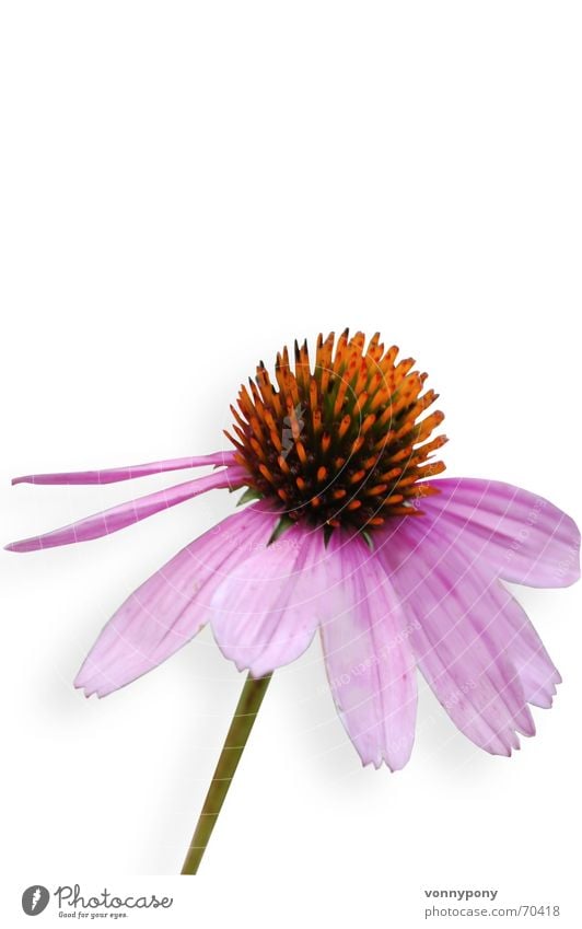 Heilpflänzchen Blume Pflanze rosa Blüte Freundlichkeit Romantik Außenaufnahme Wippe violett mehrfarbig gelb Heilpflanzen Roter Sonnenhut Gesundheit Freisteller