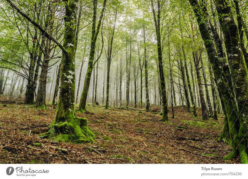 Wald schön Sonne Berge u. Gebirge Natur Baum Platz natürlich braun grün Farbe Frieden Holz im Inneren Spanien Europa Europäer friedlich farbenfroh