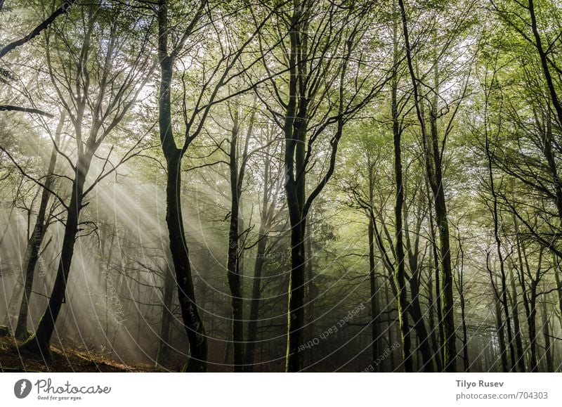 Sonnenstrahlen im Wald schön Berge u. Gebirge Natur Baum Platz natürlich braun grün Farbe Frieden Holz im Inneren Spanien Europa Europäer friedlich farbenfroh