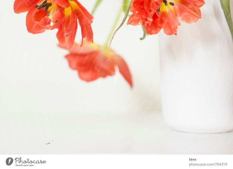 blütezeit Blumenvase Tulpe Blumenstrauß hängen schön rot weiß Dekoration & Verzierung Blühend Innenaufnahme Menschenleer Textfreiraum unten