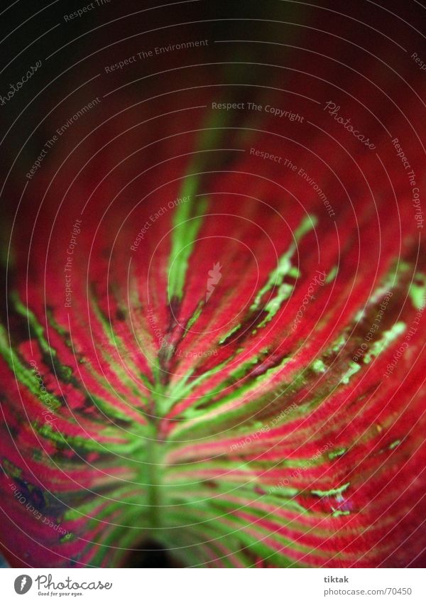 wie gemalt Pflanze grün rot Streifen Aquarell Kunst Kunstwerk Gefühle Hintergrundbild Blatt Gartenpflanzen Wachstum Botanik Licht glühen Beleuchtung Gegenlicht