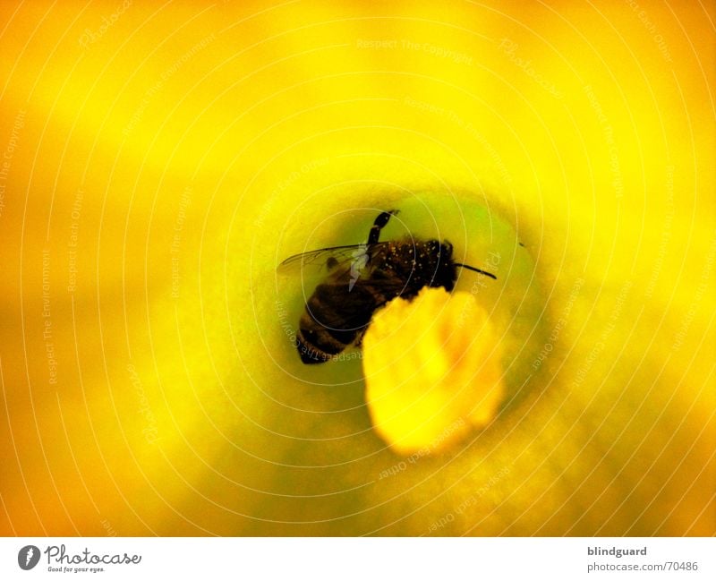 Rumwuseln Biene Blüte Sammlung Honig Insekt fleißig 6 gelb emsig Makroaufnahme Nahaufnahme Kürbis Pollen insect Samen Flügel Beine bee six legs flower garden