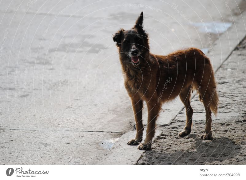 Straßenhund Havanna Tier Haustier Hund 1 frech Kuba Stadt Karibik Ohr gespitzt Freundlichkeit grau trist alt schäbig Mischling Asphalt Hundeblick Mittagssonne