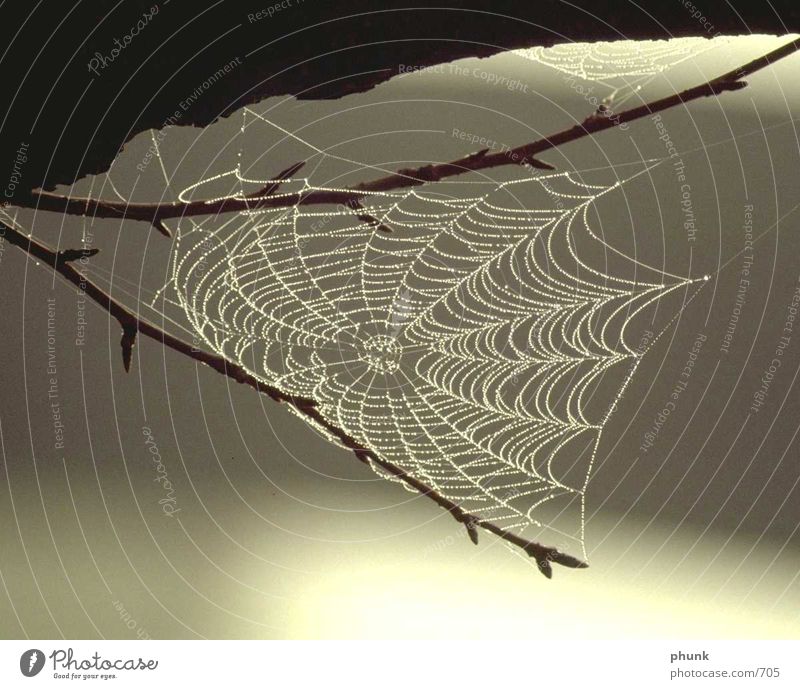 Spinnennetz komplett Unschärfe Gegenlicht Vorsicht gefährlich perfekt Tau Verkehr Konzentration filligran Netz Regen Wasser spider