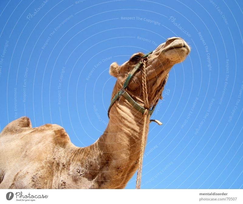 zurück aus dem urlaub ... Ferien & Urlaub & Reisen Leben Kamel Dromedar Karavane Ödland Tier Einsamkeit Naher und Mittlerer Osten Afrika Tunesien