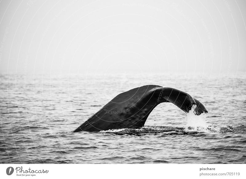 Moby Dick Natur Meer Tier 1 tauchen außergewöhnlich gigantisch Abenteuer Freiheit Wal Flosse Neuseeland Schwarzweißfoto Außenaufnahme Textfreiraum oben
