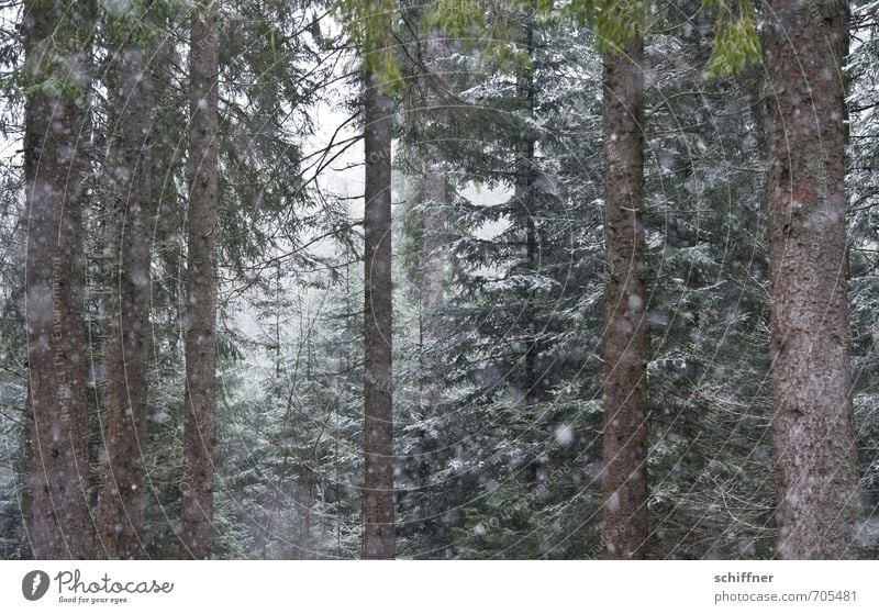 Alles muss raus! Umwelt Natur Landschaft Winter schlechtes Wetter Nebel Eis Frost Schnee Schneefall Pflanze Baum Wald kalt Schneelandschaft Schneeflocke