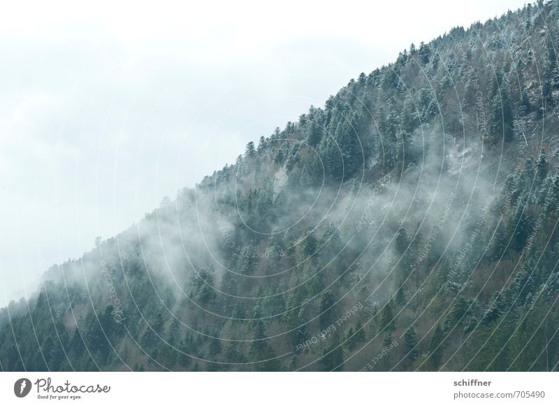 Schwarzwald, gepudert Natur Landschaft Winter Klima Klimawandel Wetter schlechtes Wetter Nebel Eis Frost Schnee Schneefall Pflanze Baum Wald Berge u. Gebirge