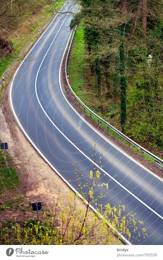 street to nowhere Frühling Baum Wald Straße Kurve Blühend ästhetisch elegant lang positiv Natur Güterverkehr & Logistik Wege & Pfade Linie Asphalt Farbfoto