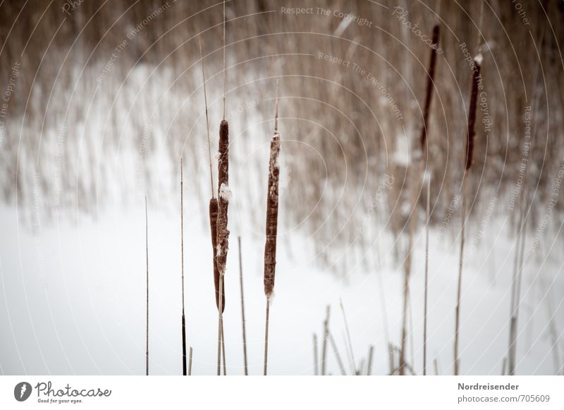 Ein Wintertag ruhig Natur Landschaft Pflanze Eis Frost Schnee Seeufer Moor Sumpf Teich dehydrieren trocken braun weiß stagnierend Stimmung Rohrkolben Schilfrohr