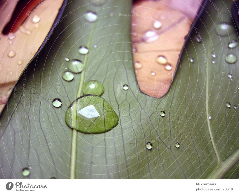 Blätter Blatt Wassertropfen Tränen Trinkwasser Tau Regen Pflanze Makroaufnahme Blattadern Gefäße nass feucht grün braun welk Licht Reflexion & Spiegelung