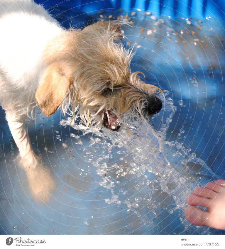 Attacke! Tier Haustier Hund Tiergesicht 1 Spielen Wassertropfen Wasserschwall Fuß Schnauze beißen schnappen Sommer sommerlich bissig Freude toben Parson Russel