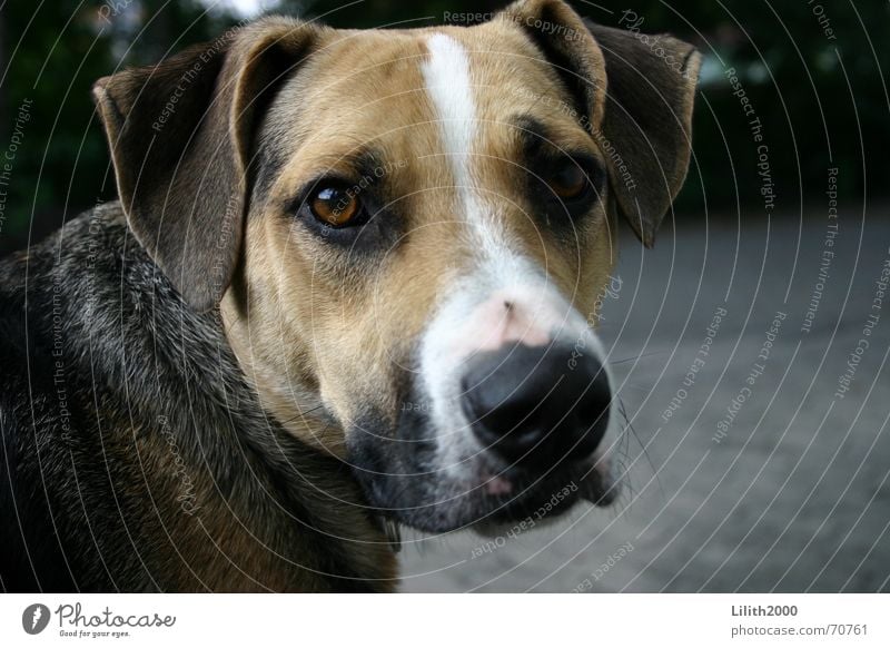 Kratzer abgekriegt? Hund Mischling Schnauze Tier Haustier podenco canaris striemen Ohr Blick straßenhund