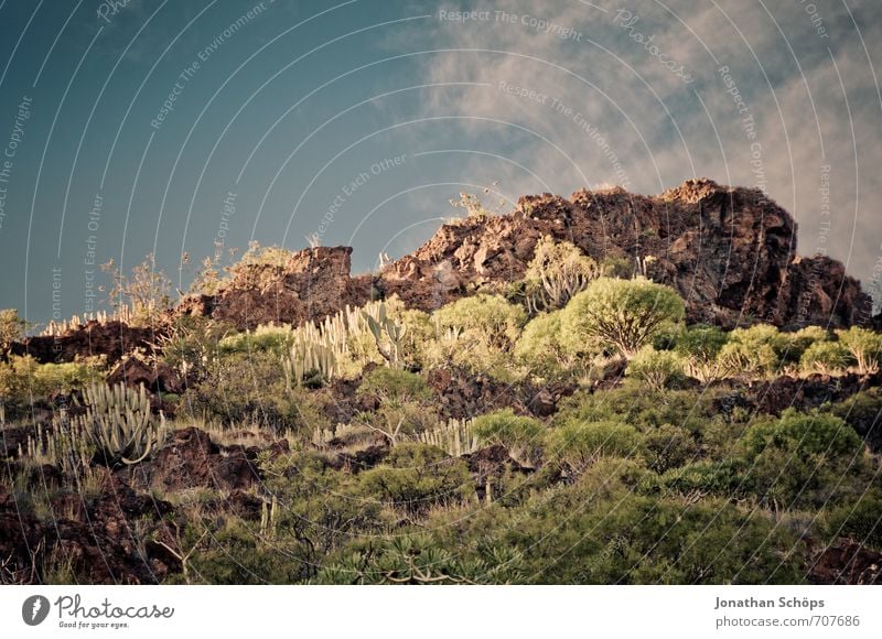 San Andrés / Teneriffa XXXI Umwelt Natur Landschaft Pflanze Sträucher Felsen Berge u. Gebirge Gipfel Insel ästhetisch Wüste Wüstenpflanze Spanien Kanaren Süden