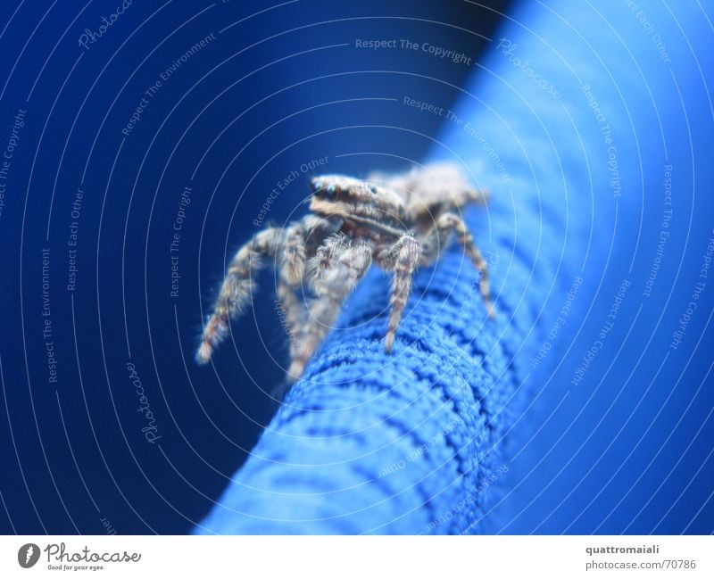 Stofftierchen Spinne krabbeln Tier Insekt kleintier Makroaufnahme spider blau