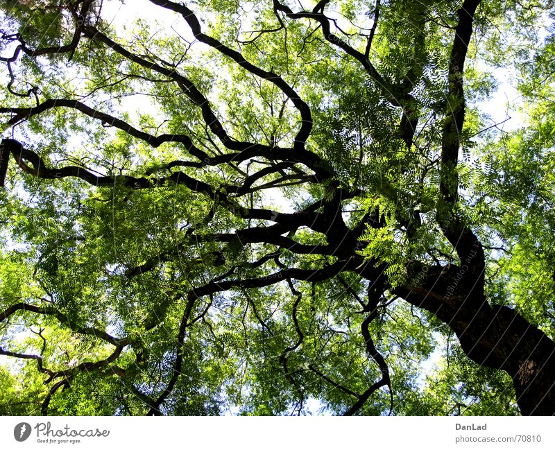 Der Baum Blatt grün Ferne groß Lissabon Portugal hoch Schatten Garten Botanischer Garten Natur Himmel