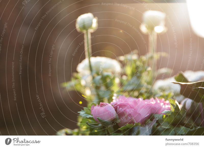Frühlingssonnenuntergangsstimmung Glück Wellness harmonisch Wohlgefühl Erholung ruhig Pflanze Blume Rose Blütenknospen Duft elegant frisch glänzend hell schön