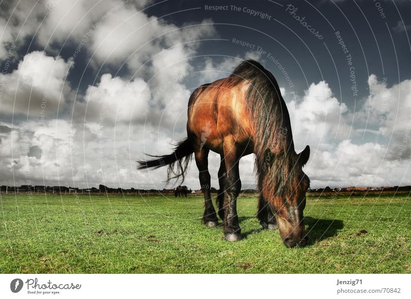 Rasenmäher. Pferd Landkreis Friesland Tier Wiese Weide Wolken Haustier Himmel