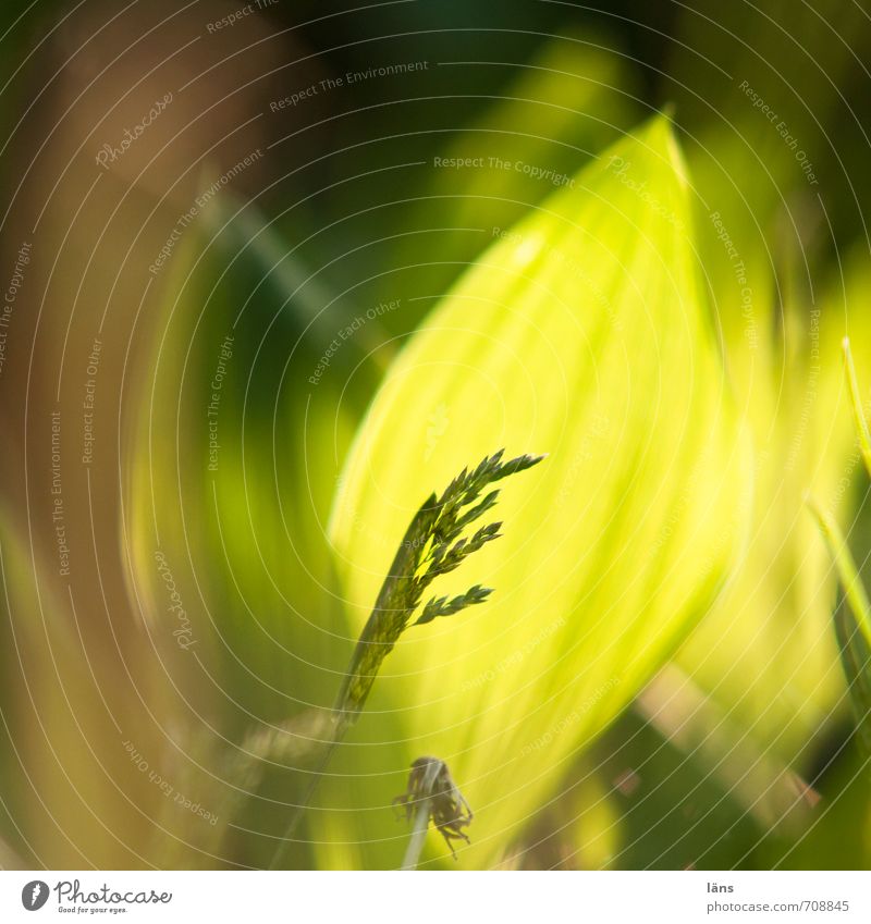 erscheinung Umwelt Natur Sand Frühling Pflanze gelb grün Wachstum Maiglöckchenblätter Gras hell Lichterscheinung Sonnenlicht Gegenlicht Schwache Tiefenschärfe