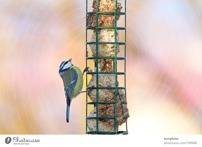parus caeruleus hängend an der Fettfütterung Essen schön Winter Garten Umwelt Natur Tier Vogel beobachten füttern sitzen klein natürlich niedlich wild blau gelb