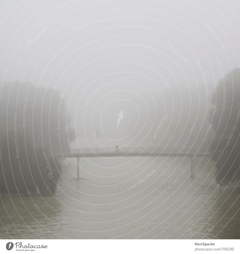 Nebelradler Mensch maskulin 1 30-45 Jahre Erwachsene Landschaft schlechtes Wetter Baum Flussufer Isar Landshut Deutschland Bayern Stadt Brücke außergewöhnlich